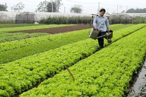 Không ít người đã quay tìm lại các sản phầm từ đồng quê (Ảnh: Hoàng Long)