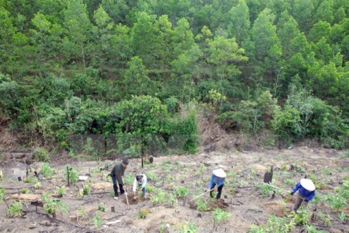Nhân dân xã Sơn Dương, huyện Hoành Bồ trồng rừng đợt một năm 2015 (Ảnh: Quang Quyết/TTXVN)