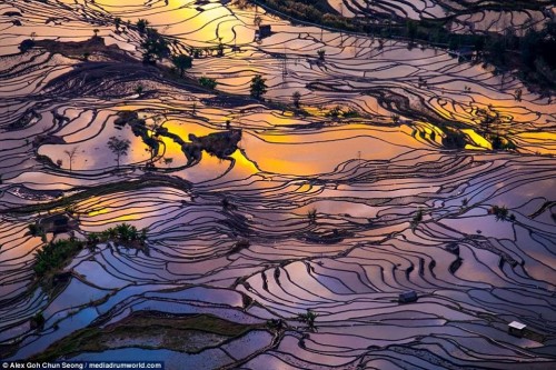 Nhiếp ảnh gia Malaysia Alex Goh Seong đầy kinh nghiệm đã biến khung cảnh ruộng bậc thang ở Trung Quốc thành những tấm gương phản chiếu nhiều màu sắc trong tác phẩm của mình. (Nguồn: CCTVNews)