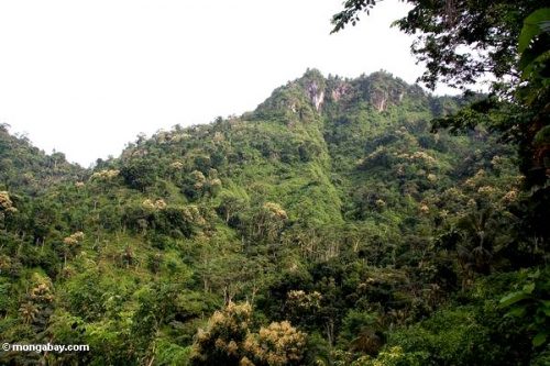 Rừng cây xen lẫn với ruộng đồng trong vùng nông – lâm nghiệp ở Java (Ảnh: Rhett A. Butler/Mongabay)