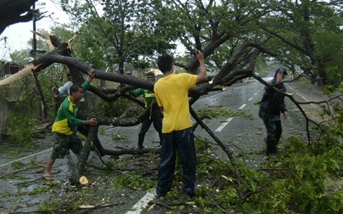 Bão Koppu khiến cây cối đổ ngả ngiêng ở Philippines (Ảnh: EPA)