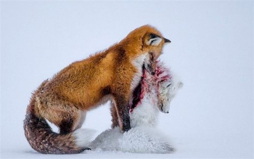 Vượt qua 42,000 bức ảnh đến từ 96 quốc gia, nhiếp ảnh gia người Canada, Don Gutoski với bức ảnh ‘Tale of two foxes’ đầy ám ảnh về cuộc sống hoang dã ở Bắc cực đã vinh dự được trao giải thưởng danh giá nhất của cuộc thi