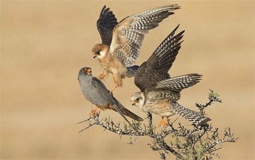 Giải thưởng Nhiếp ảnh gia về các loài chim năm nay thuộc về nhiếp ảnh gia Amir Ben-Dov với bức ảnh về những con chim cắt