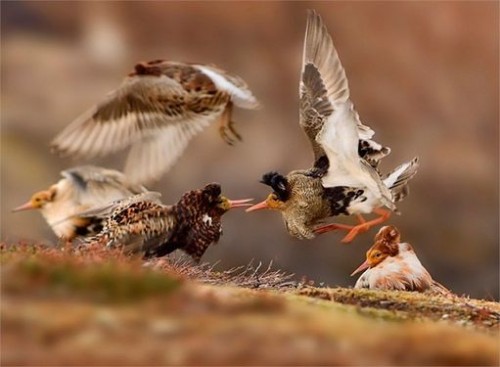 Hình ảnh về cuộc tranh chấp lãnh thổ giữa những con chim ruff đã mang về cho chủ nhân của nó, Ondrej Pelánek, giải thưởng Nhiếp ảnh gia trẻ tuổi về Đời sống hoang dã (độ tuổi 11-14)