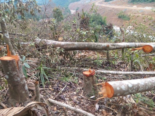 Một diện tích gần 10ha rừng bị lâm tặc hạ gục nhưng phía quản lý vẫn không hay biết