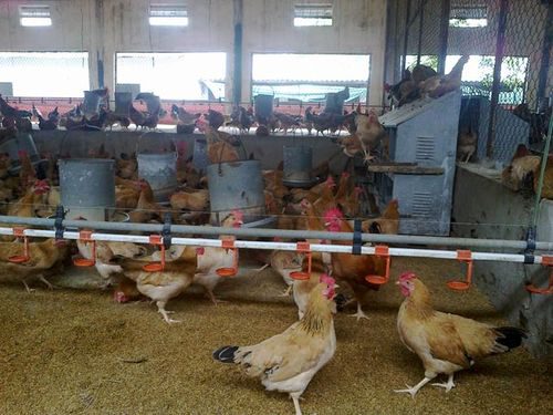 Gà ri - một giống gà quý của Việt Nam được nuôi dưỡng tại Trung tâm Nghiên cứu và huấn luyện vật nuôi (Viện Chăn nuôi) (Ảnh: M.T)