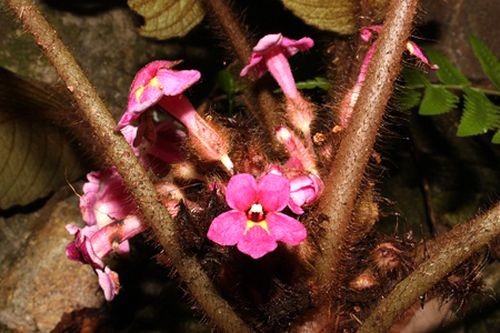 Loài hoa mới Lưu hoa Ký vừa được phát hiện tại rừng Khánh Hòa