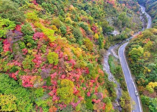 Những cây cổ thụ trên núi bắt đầu thay lá với nhiều màu sắc rực rỡ. (Nguồn: CCTVNews)