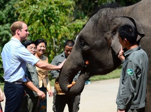 Hoàng tử William chụp ảnh cùng một chú voi được giải cứu ở Xishuangbanna, Trung Quốc (Ảnh: Splash)