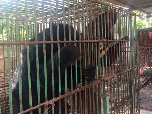 Hai cá thể gấu bị nuôi nhốt ở tỉnh Quảng Ninh được cứu hộ trong ngày 20/10 (Ảnh: Tổ chức ĐVCA cung cấp)