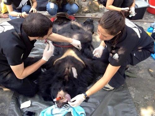 Các bác sỹ thú y khám sức khỏe cho chú gấu Victoria (Ảnh: Tổ chức Động vật châu Á cung cấp)