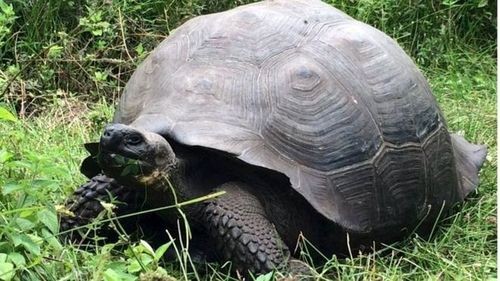 Loài rùa Chelonoidis donfaustoi (Nguồn: Reuters)