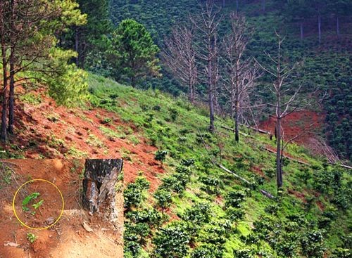 Khu vực rừng bị lấn chiếm, thông bị đầu độc chết khô (Ảnh nhỏ: cà phê được trồng ngay dưới gốc thông)
