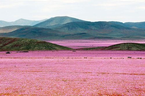 Sa mạc Atacama của Chile là một trong những vùng khô hạn nhất thế giới. Tuy nhiên, từ tháng Chín đến tháng Mười lại mùa Xuân của Nam bán cầu. Khi đó, lượng mưa dồi dào, trên vùng sa mạc khô cằn nhất đột nhiên lại được bao phủ bởi cả một cánh đồng hoa dại. (Nguồn: boredpanda)