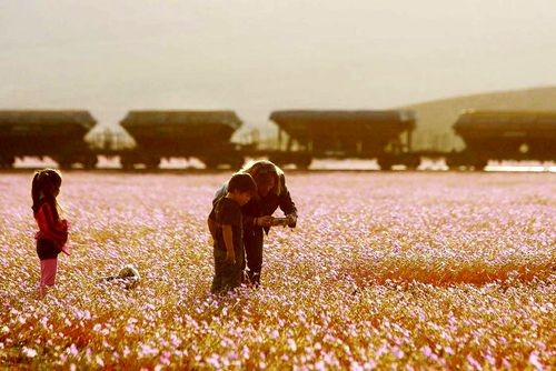 'Sa mạc nở hoa​' là một hiện tượng thời tiết, khi lượng mưa đạt mức cao nhất, dòng nước chảy đến những hạt giống đang trong 'trạng thái ngủ' dưới mặt đất, ép những hạt này nảy mầm và nở hoa tưng bừng vào mùa Xuân. Mùa hoa nở năm nay ở sa mạc Atacama có liên quan đến cơn bão Patricia. (Nguồn: boredpanda)