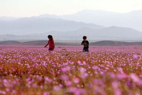 Theo người phụ trách Cục du lịch quốc gia Atacama Daniel Diaz, họ cũng vô cùng kinh ngạc khi thấy hoa nở hai lần trong một năm tại sa mạc Atacama. Đây là điều chưa từng xảy ra trong lịch sử Chile. (Nguồn: boredpanda)