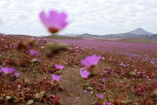 Đây không phải là sa mạc duy nhất biết mọc hoa mà trước đó sa mạc ở bang Utah của Mỹ cũng từng xảy ra hiện tượng như thế này. (Nguồn: boredpanda)
