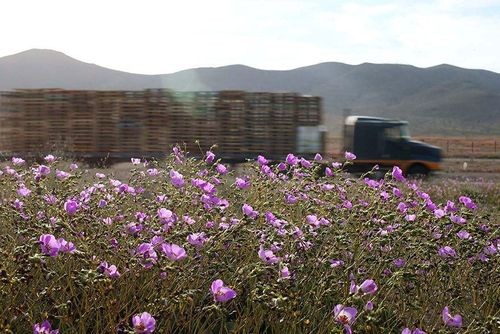 Có khoảng 200 loài hoa tồn tại ở sa mạc Atacama. (Nguồn: boredpanda)