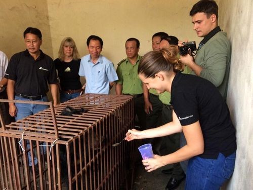 Tổ chức Động vật Châu Á cứu hộ cá thể gấu cuối cùng tại Quảng Ninh (Ảnh: Tổ chức ĐVCA cung cấp)