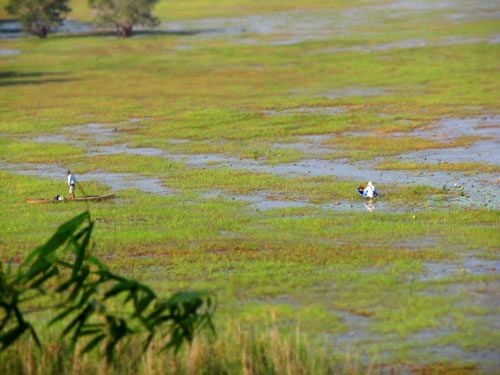Khu đất ngập nước Ramsar Tràm Chim (Đồng Tháp) bị đe dọa nghiêm trọng bởi các thủy điện trên dòng chính sông Mê Kông  