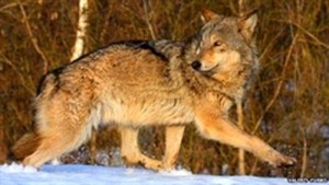 Phát hiện ra sói ở khu vực cấm của Chernobyl (Ảnh: Valeriy Yurko)