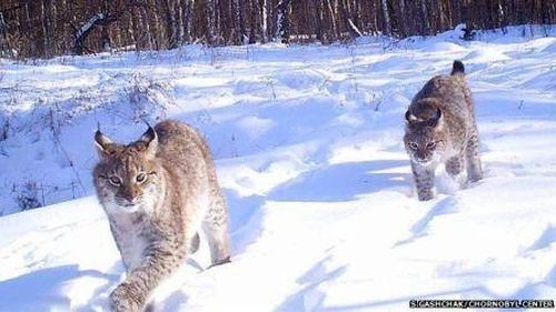Sự xuất hiện của các loài động vật có vú lớn tại Chernobyl