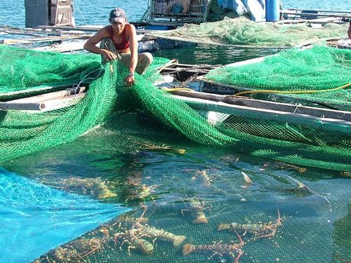 Chất thải nuôi trồng gây hại môi trường, đe dọa sức khỏe người dân