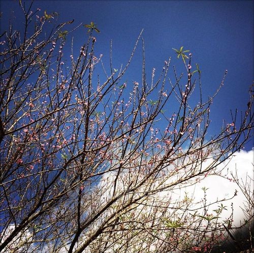 Rừng hoa khoe sắc cùng nắng vàng rực rỡ dưới nền trời xanh ngắt và tô điểm cho biển mây trắng xóa, tạo nên một bức tranh Xuân sớm thật lãng mạn. (Ảnh: Xuân Mai/Vietnam+)