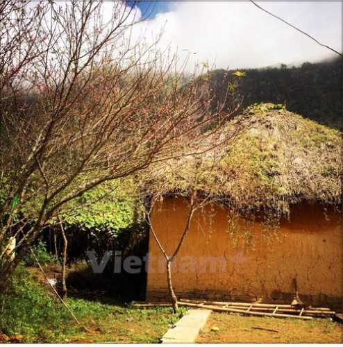 Hình ảnh cây đào nở rực rỡ bên căn nhà trình lợp mái cỏ riêng có ở Y Tý (Ảnh: Xuân Mai/Vietnam+)
