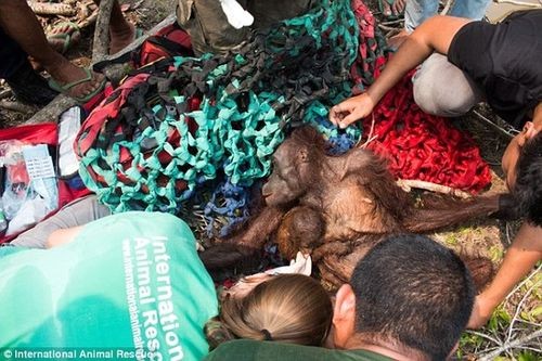 Đười ươi con bám vào người mẹ khi được giải cứu ở Kalimantan