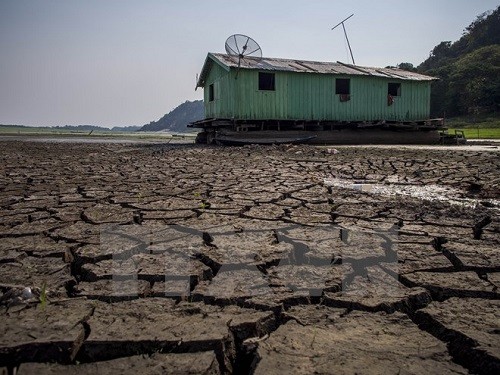 Hồ Aleixo ở Manaus, Amazonas, Brazil nứt nẻ do hạn hán (Nguồn: AFP/TTXVN)