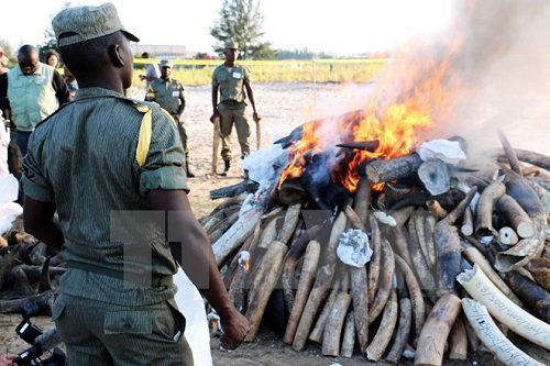 hiêu hủy ngà voi và sừng tê giác (Ảnh minh họa: AFP/TTXVN)