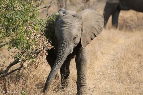 Một chú voi con ở Nam Phi (Ảnh: Rhett Butler)