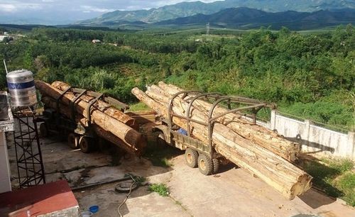 Hai xe gỗ lậu tại Hạt kiểm lâm huyện Ngọc Hồi