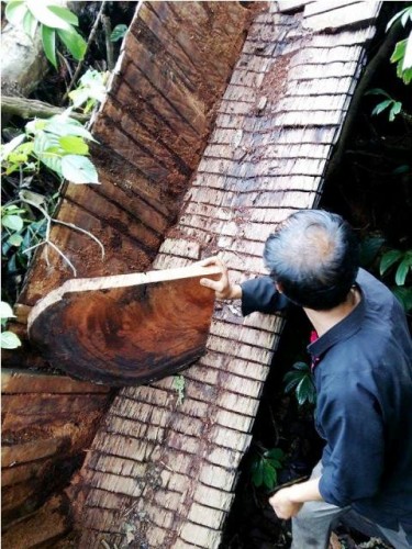 Những cây gỗ lớn hàng trăm tuổi bị "khai tử" và chế biến thành thành phẩm ngay tại rừng...