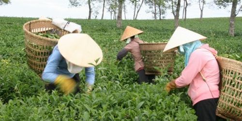 Tỉnh Lâm Đồng sẽ kiến nghị Bộ Nông nghiệp và Phát triển nông thôn cấm việc sử dụng các loại thuốc bảo vệ thực vật có chứa chất Fipronil để bón cho cây chè 