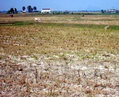 Ruộng đồng ở huyện Giang Thành, Kiên Giang, không thể gieo sạ do khô hạn và xâm nhập mặn (Ảnh: Lê Sen/TTXVN)
