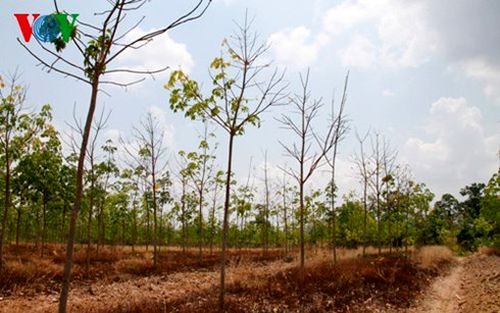 Cây cao su trên đất rừng nghèo đang chết dần
