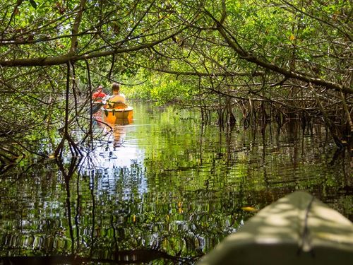 Là vùng hoang dã cận nhiệt đới lớn nhất châu Mỹ, Công viên quốc gia Everglades thuộc bang Florida, Mỹ, nơi có cá sấu, cá sấu, rùa luýt và hơn 350 loài chim đang nằm trong danh sách di sản bị đe dọa của UNESCO do tác động của phát triển đô thị và ô nhiễm môi trường.