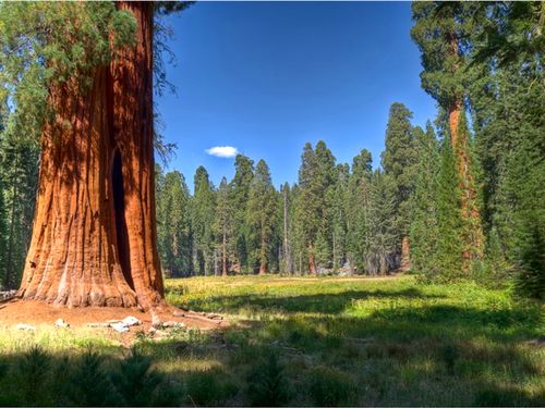 Công viên quốc gia Sequoia ở California là nơi có phong cảnh ngoạn mục, nổi tiếng với cây Sequoia khổng lồ. Tuy nhiên, rừng cây đang ngày càng bị ảnh hưởng do nguy cơ cháy rừng ở mức báo động.