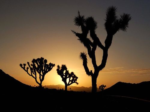 Vườn quốc gia Joshua Tree tọa lạc tại đông bắc tiểu bang California, Hoa Kỳ. Nhiệt độ tăng và độ ẩm giảm đe dọa cuộc sống của các loài động, thực vật nơi đây.