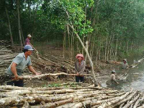 Người dân khai thác rừng trồng tại huyện Thạnh Hóa, tỉnh Long An (Ảnh: Hữu Ký)