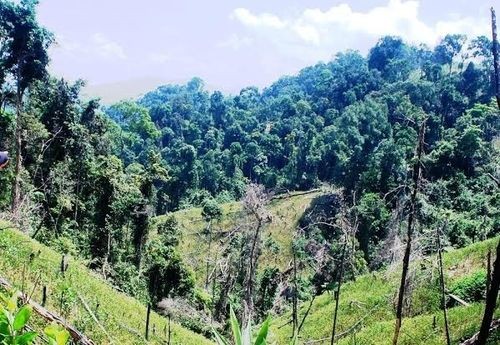 Quảng Nam yêu cầu các chủ rừng thực hiện chi trả dịch vụ môi trường rừng.