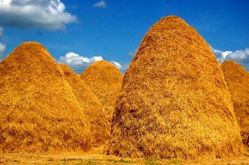 Số lượng lớn rơm từ Tây Nam bộ sẽ được xuất khẩu sang Nhật (Ảnh minh họa: chinhphu.vn)