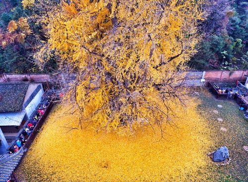 Theo truyền thuyết, cây ngân hạnh này đã có tuổi thọ 1.400 năm tuổi, được đích thân Hoàng đế Thái Tông nhà Đường (618-907) trồng trong sân chùa Quan Âm của thành phố Tây An (Nguồn: CCTVNews)
