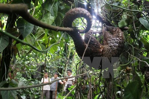 Một con tê tê được trả về với thiên nhiên tại khu rừng ở Karo, Indonesia (Nguồn: AFP/TTXVN)