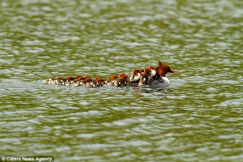 16 chú vịt con bám theo mẹ và bơi lội tung tăng trên ao (Nguồn: Caters News Agency)