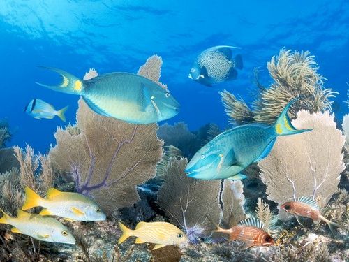 Một rạn san hô ở Key Largo, Florida (Nguồn: Getty Images)