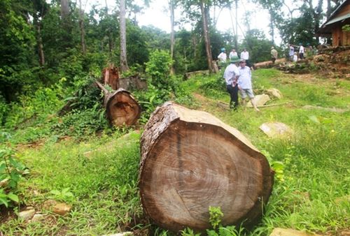 Ngăn chặn tình trạng phá rừng cần cả hệ thống chính trị vào cuộc.