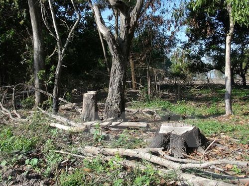 Rừng phòng hộ Dầu Tiếng trên đảo Nhím bị tàn phá nặng nề (Ảnh: Phạm Thanh Tân/TTXVN)
